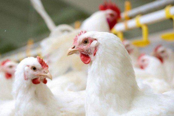 استفاده از فناوری نانو برای حل مقاومت آنتی بیوتیکی در مرغ ها