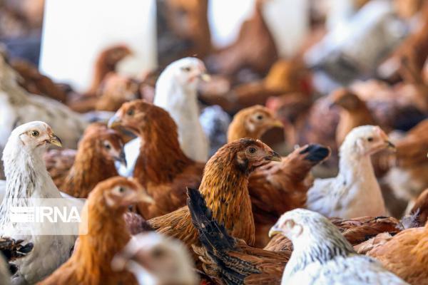 خبرنگاران 53 تُن مرغ در نیکشهر توزیع شد