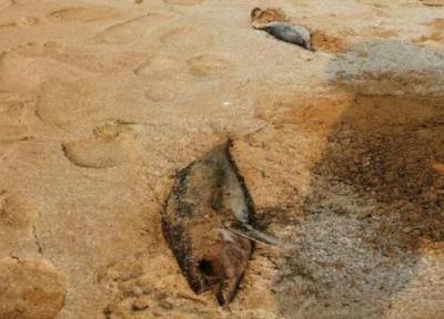 دلیل تلف شدن ماهیان در کنگان آلودگی نیست