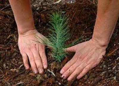 غرس 1000 نهال در اراضی عمرانی کانون بحرانی فرسایش بادی گناباد
